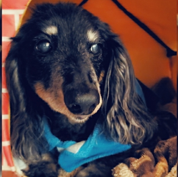 Meet your Posher, Debra - Picture 7 of 12